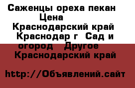 Саженцы ореха пекан › Цена ­ 600 - Краснодарский край, Краснодар г. Сад и огород » Другое   . Краснодарский край